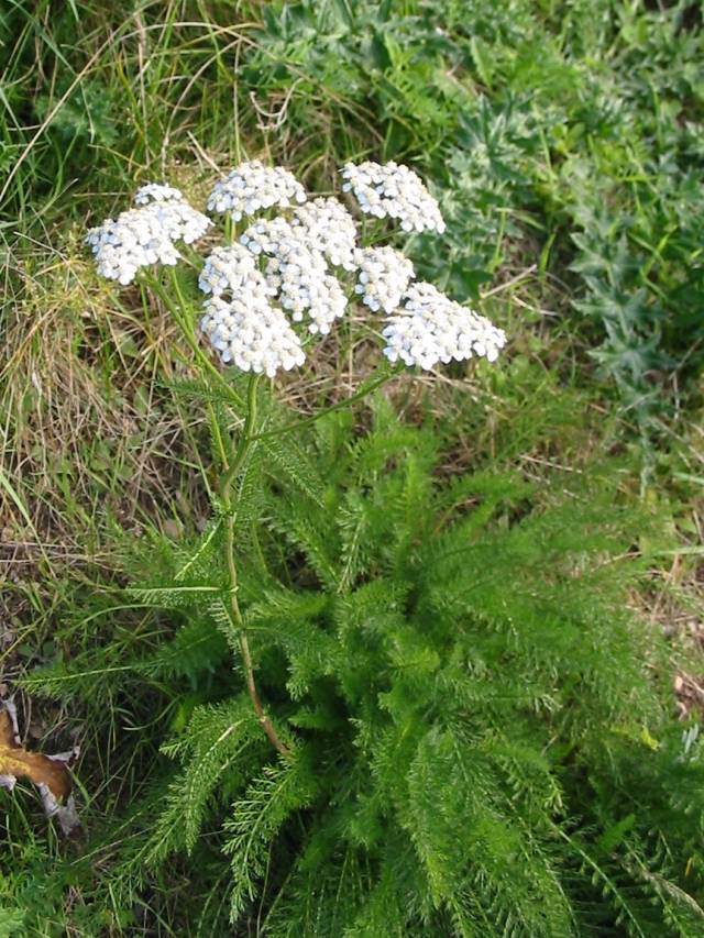 عکسهای بومادران Achillea millefolium Yarrow Asteraceae 8